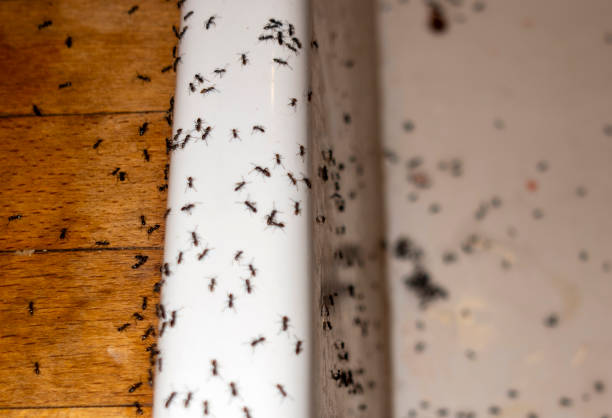 Best Best Pest Control Companies  in Montalvin Manor, CA