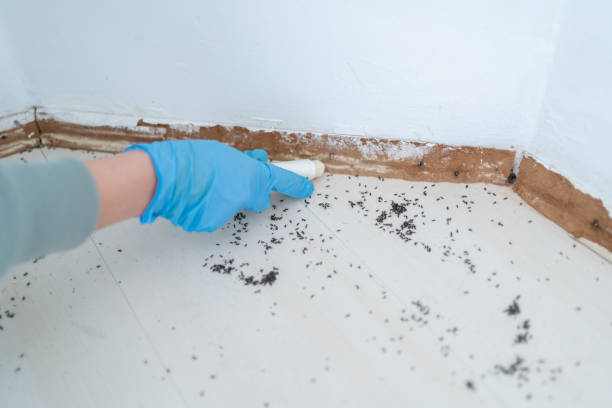 Best Ant Control Services  in Montalvin Manor, CA